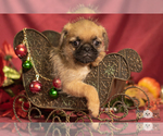 Small Photo #5 Brug Puppy For Sale in SAFFORD, AZ, USA