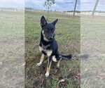 Small #3 German Shepherd Dog Mix