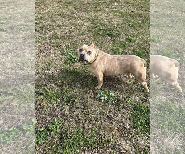 Medium Photo #2 American Staffordshire Terrier-Unknown Mix Puppy For Sale in Jackson, MS, USA