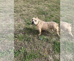 Small Photo #2 American Staffordshire Terrier-Unknown Mix Puppy For Sale in Jackson, MS, USA