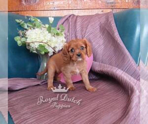 Cavalier King Charles Spaniel Puppy for sale in LE MARS, IA, USA