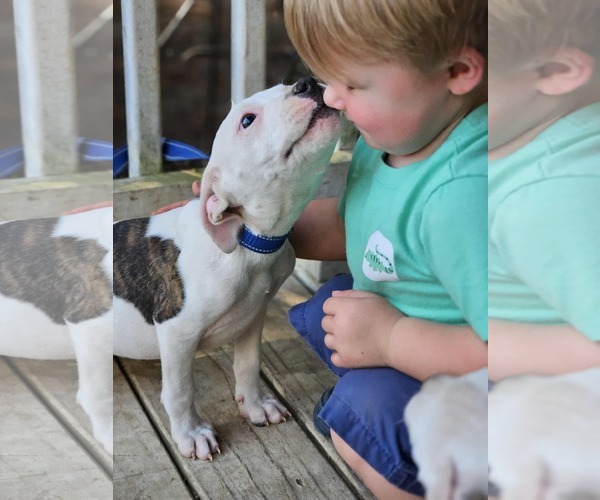 Medium Photo #12 American Pit Bull Terrier-Unknown Mix Puppy For Sale in Wakefield, RI, USA