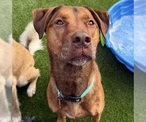 Bubbas - Male Mutt Dog for Adoption - Photo #4
