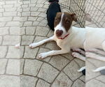 Small Labrador Retriever Mix