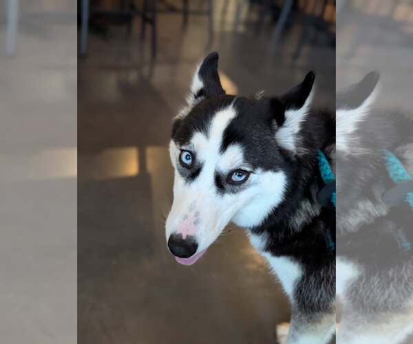 Medium Photo #4 Siberian Husky-Unknown Mix Puppy For Sale in Holly Springs, NC, USA