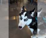 Small #3 Siberian Husky Mix