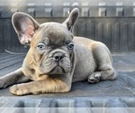 Small #8 French Bulldog
