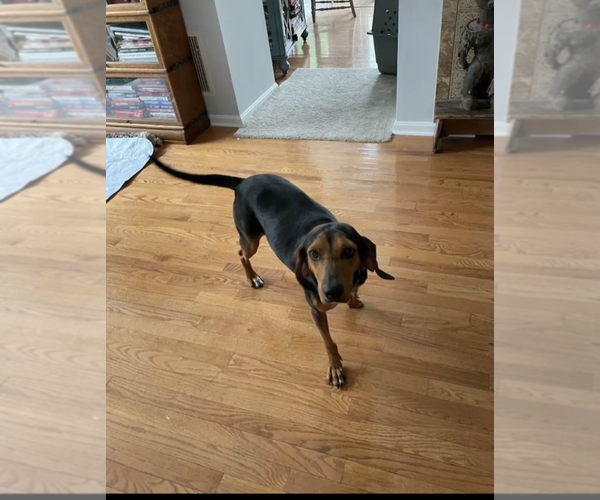 Medium Photo #13 Black and Tan Coonhound Puppy For Sale in Westminster, MD, USA