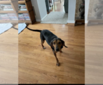 Small #12 Black and Tan Coonhound