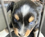 Puppy Diamond Australian Shepherd