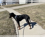 Small #4 Doberman Pinscher