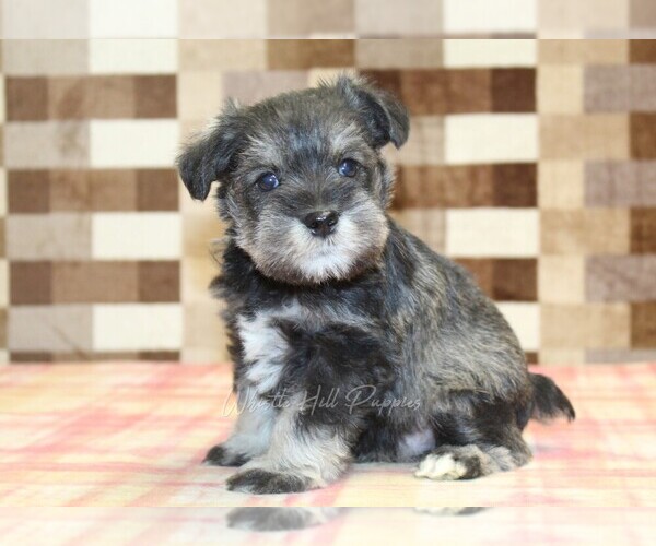 Medium Photo #1 Schnauzer (Miniature) Puppy For Sale in DENVER, PA, USA