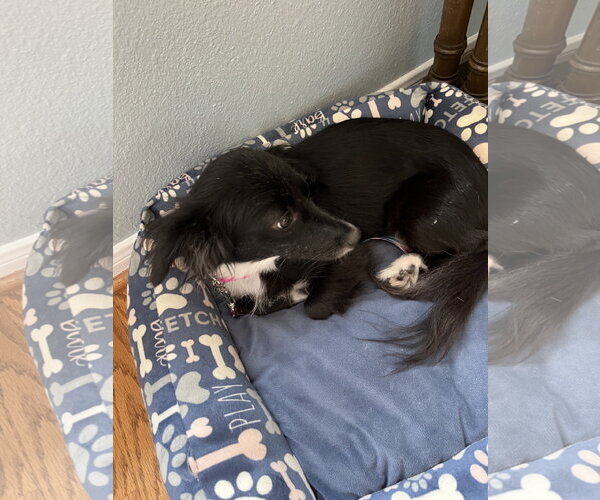 Medium Photo #2 Dachshund-Unknown Mix Puppy For Sale in Missouri City, TX, USA