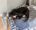 Small Photo #2 Dachshund-Unknown Mix Puppy For Sale in Missouri City, TX, USA