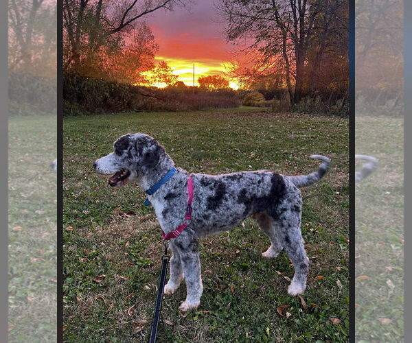 Medium Photo #6 Golden Retriever-Unknown Mix Puppy For Sale in St. Louis Park, MN, USA