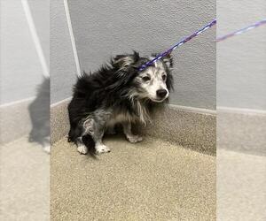 Chihuahua-Unknown Mix Dogs for adoption in Las Vegas, NV, USA