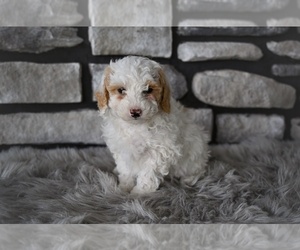 Poodle (Toy) Puppy for sale in MILLERSBURG, OH, USA