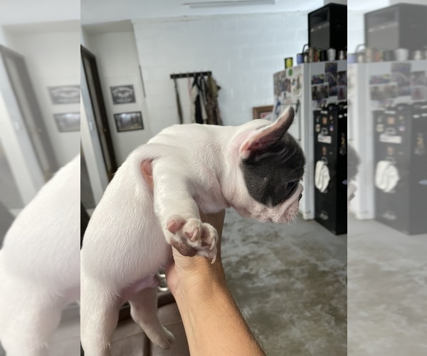 Medium Photo #3 French Bulldog Puppy For Sale in POWHATAN, VA, USA