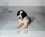Small Photo #13 Border Collie-Goldendoodle Mix Puppy For Sale in BLUE RIDGE, GA, USA
