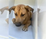 A662466 - Female Black Mouth Cur-Labrador Retriever Mix Dog for Adoption - Small photo
