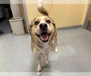 German Shepherd Dog-Siberian Husky Mix Dogs for adoption in Orange, CA, USA