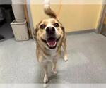 Small German Shepherd Dog-Siberian Husky Mix