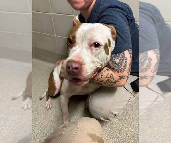 Medium Photo #5 American Pit Bull Terrier Puppy For Sale in Virginia Beach, VA, USA
