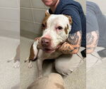 Small #4 American Pit Bull Terrier