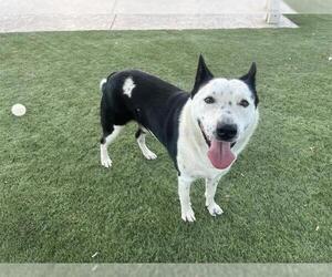 CHESTER - Male Mutt Dog for Adoption - Photo #2
