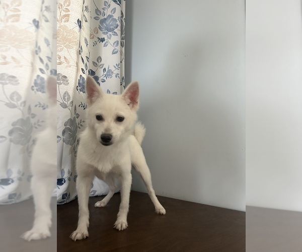 Medium Photo #23 Alaskan Klee Kai Puppy For Sale in DURHAM, CT, USA