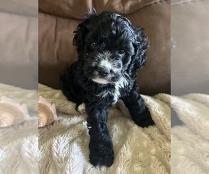 Cockapoo Puppy for sale in BLUE MOUNTAIN, MS, USA