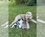 Small Photo #1 Cockapoo (Miniature) Puppy For Sale in PENN YAN, NY, USA