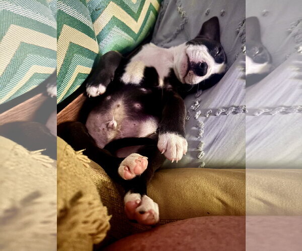 Medium Photo #2 American Pit Bull Terrier-Unknown Mix Puppy For Sale in Holly Springs, NC, USA