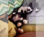Small #1 American Pit Bull Terrier Mix