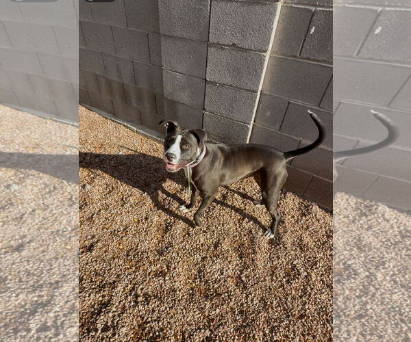 Medium Photo #1 American Pit Bull Terrier-Unknown Mix Puppy For Sale in Chandler, AZ, USA