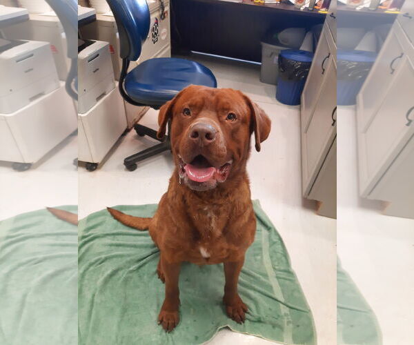 Medium Photo #1 Chesapeake Bay Retriever-French Mastiff Mix Puppy For Sale in Mt. Gilead, OH, USA