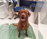 Small Chesapeake Bay Retriever-French Mastiff Mix
