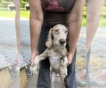 Small Photo #90 Great Dane Puppy For Sale in SPRAGGS, PA, USA