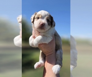 Aussiedoodle Puppy for sale in WILLS POINT, TX, USA