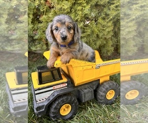 Dachshund Puppy for sale in MIDDLEBURY, IN, USA