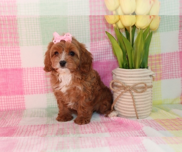 Medium Photo #4 Cavapoo Puppy For Sale in ETNA GREEN, IN, USA