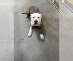 Small American Bulldog Mix