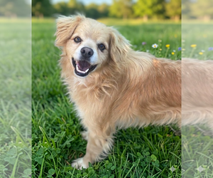 Buddy - Male Cocker Spaniel-Unknown Mix Dog for Adoption - Photo #2