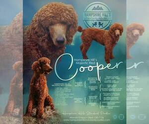 Father of the Goldendoodle puppies born on 01/15/2022
