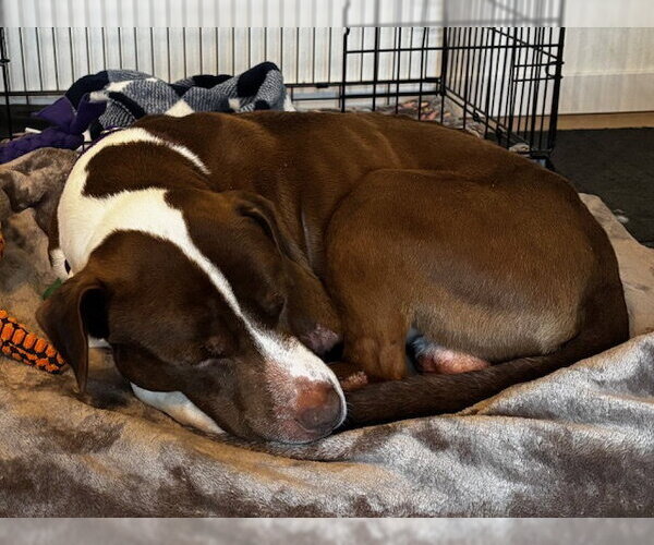 Medium Photo #8 Mutt Puppy For Sale in Crete, IL, USA