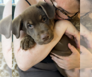 Teddy - Male Labrador Retriever-Unknown Mix Dog for Adoption - Photo #2