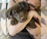 Small Photo #2 Labrador Retriever-Unknown Mix Puppy For Sale in Bellevue, WA, USA