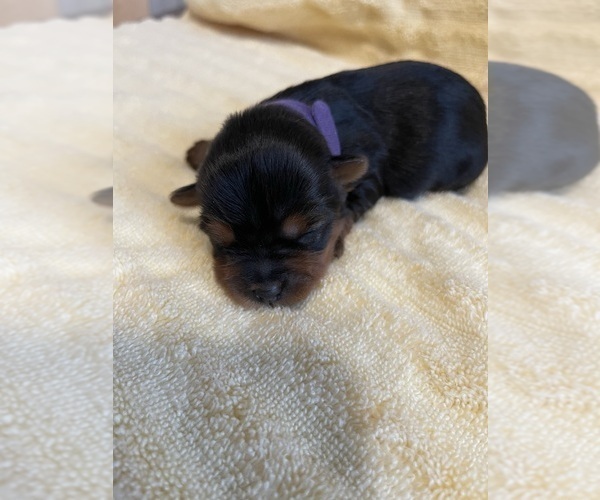 Medium Photo #6 Yorkshire Terrier Puppy For Sale in BROOKFIELD, IL, USA