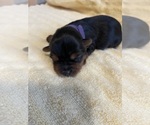 Small Photo #6 Yorkshire Terrier Puppy For Sale in BROOKFIELD, IL, USA