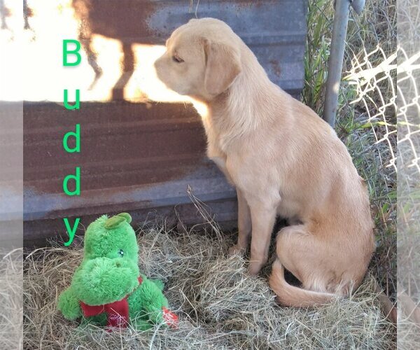 Medium Photo #5 Labrador Retriever-Unknown Mix Puppy For Sale in Orange Grove, TX, USA